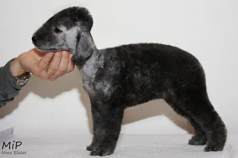 Daisy Happy Sheep (1).jpg